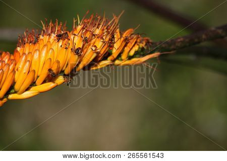 An Aloe Flower With Bees Buzzing Around