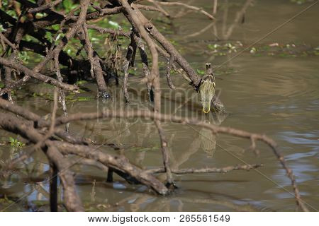 A Yellow-fronted Canary Reaching Down To Drink