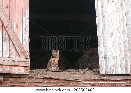 Cat Sitting In The Attic In The Hayloft.