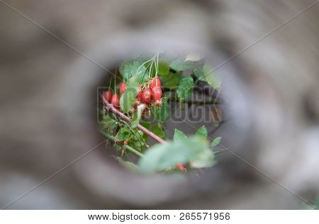 Tree With A Round Hole Through Which You Can See A Bush Of Wild Rose With Berries For Design Backgro