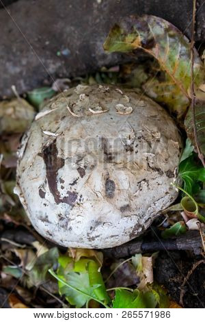 Mushroom Rain Cover Has The Shape Of A Ball Grows To Large Sizes Edible For Design