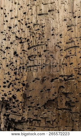 Piece Of Wood Damaged And Attacked By Worms