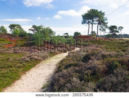 Colorful Moorland, Heather Field With A Sandy Hiking Path, Aekingerzand, Appelscha, Friesland