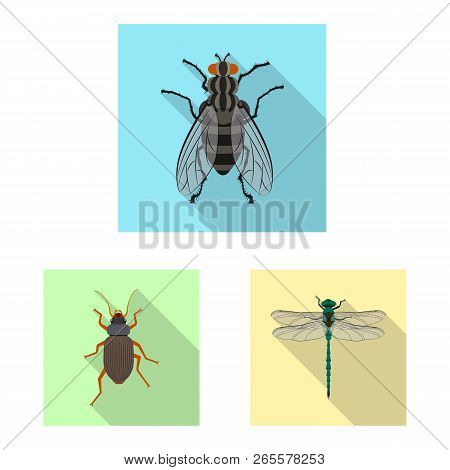Vector Design Of Insect And Fly Icon. Collection Of Insect And Element Stock Vector Illustration.
