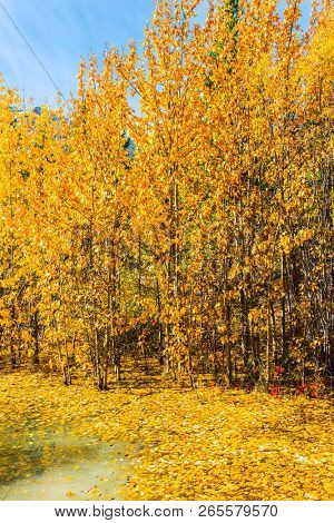Autumn flood of Abraham lake. Artificial Abraham lake reflects the golden foliage of aspen and birches. Concept of active, ecological and photo tourism