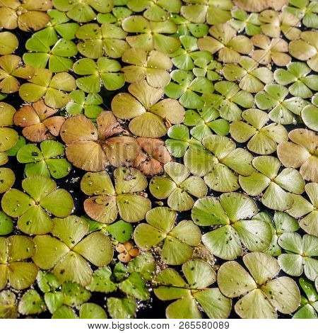 Green Duckweed (lemnoideae) In A Pond In The Sunny Day, Close Up Image