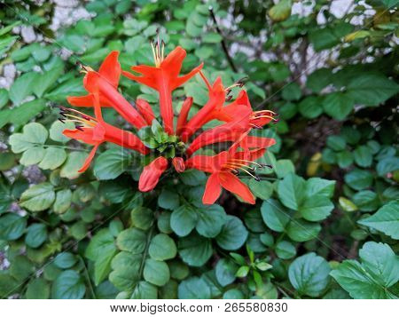 Closeup Of Flowering Arizona Honeysuckle Shrub In Early Autumn Morning