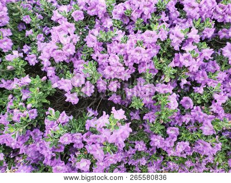 Desert Salvia Arizonica Or Purple  Blue Arizona Sage Foliage