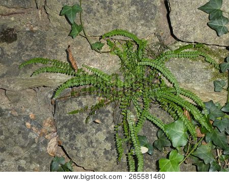 Spleenwort Fern In The Forest Ivy Green