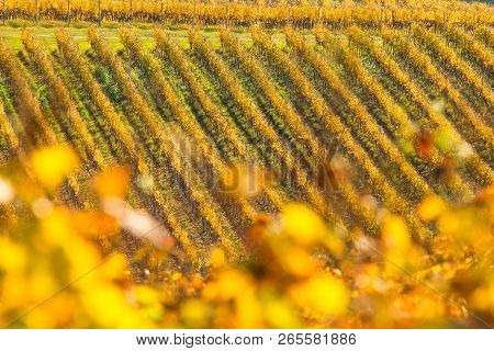 Colorful Autumn Countryside Landscape, Vineyard In Daruvar Region, Croatia, Selective Focus