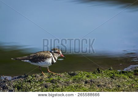 Three Banded Plover In Kruger National Park, South Africa ; Specie Charadrius Tricollaris Family Of 