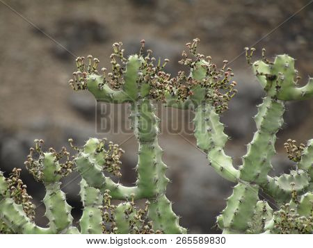 Indian Fig Opuntia, Barbary Fig, Cactus Pear, Spineless Cactus.