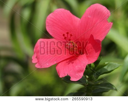 See Hibiscus Flowers Blooming Throughout The Year, However In Nature.