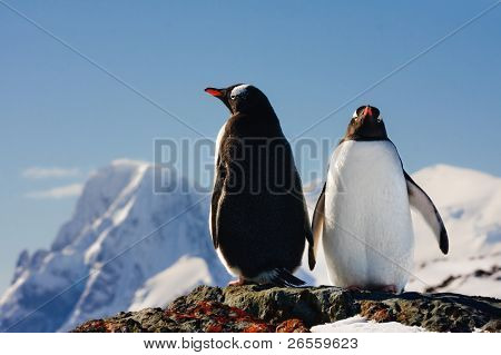 Zwei Pinguine