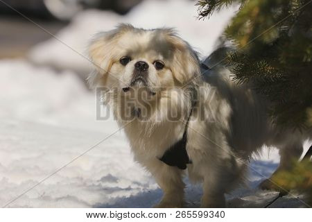White Small Puppy Pekinese On The Snow
