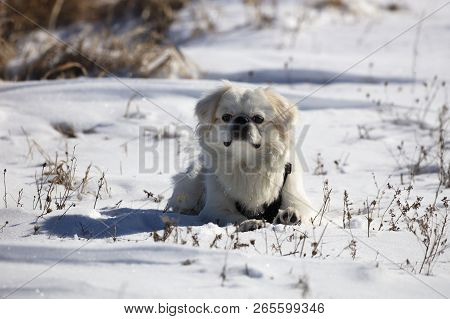 Small White Puppy Pekignese On The Snow