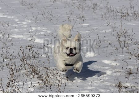 White Puppy Pekinese At Play On The Snow