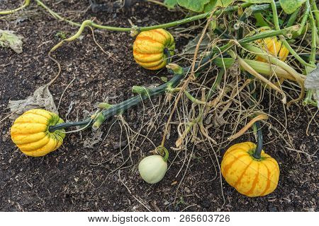 Varicolored Pumpkins Among Of Stems And Leaves Growing On The Plantation.kew Gardens.