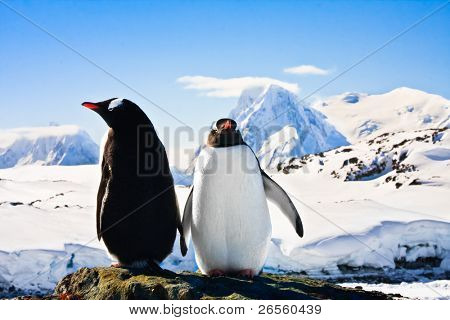 Zwei Pinguine träumen, sitzend auf einem Felsen, Berge im Hintergrund