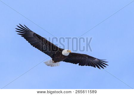 Bald Eagle Flying In A Blue Sky With Wings Spread.