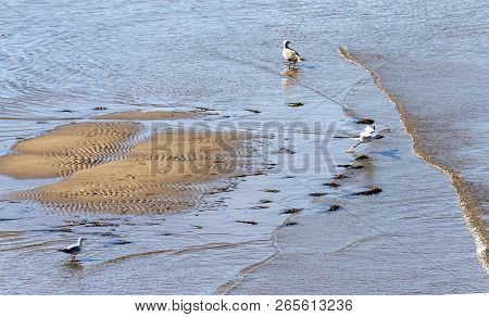 Horizontal of seagulls wading on the sandy shore of the harbor waters with one taking off, in Caraquet, New Brunswick