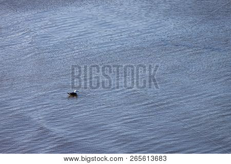 Horizontal of a lone duck wading in the blue harbor waters, in Caraquet, New Brunswick
