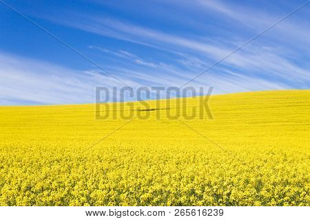 Rapeseed Fields Along The Road From Karoo To Franschhoek, South Africa. Yellow Fields Background