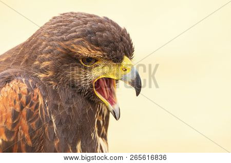 Harris Hawk (parabuteo Unicinctus) Falcon Closeup. Portrait Of Falcon With The Open Beak.