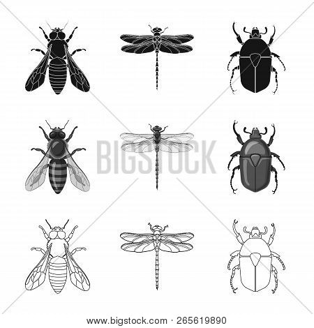 Isolated Object Of Insect And Fly Icon. Set Of Insect And Element Stock Vector Illustration.
