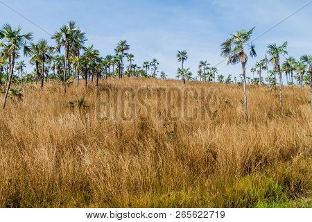 Palms In Valle De Los Ingenios Valley Near Trinidad, Cuba