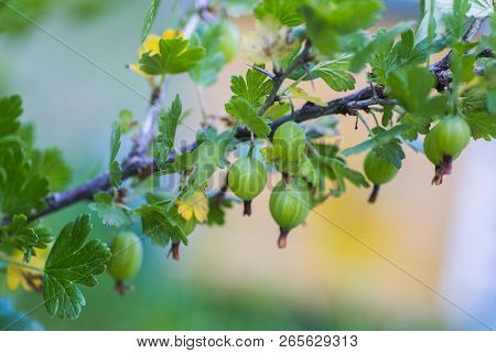 Gooseberry, Ribes Uva-crispa, Ribes Grossularia Green Unripe Berries On A Branch.