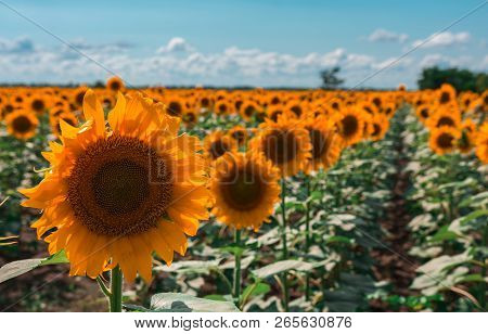 Sunflower Summer Flower Close-up, Against A Background Of Clouds. Agroculture, Harvest.