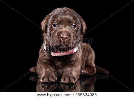 Adorable Labrador Retriver Puppy Lying On Black Background. Baby Animal Theme