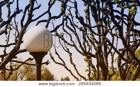 Round Street Lamp On The Background Of Intertwined Branches Of Trees In The Spring