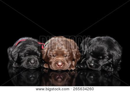 Group Of Labrador Retriver Puppies Sleeping On A Black Background