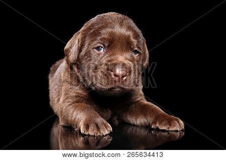 Chocolate Labrador Retriver Puppy On Black Background. Baby Animal Theme