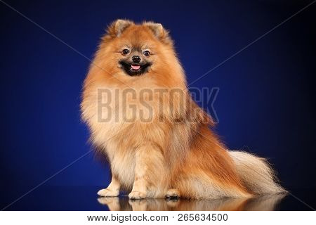 Cheerful Spitz Dog Sits On Deep-blue Background