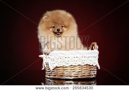 Spitz Dog Puppy In Wicker Basket On Red Background