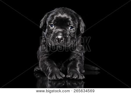 Labrador Retriver Puppy On A Black Background