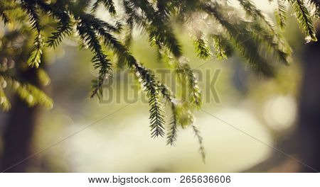 Blurred Background  With Green Fir-tree Branches And Bokeh