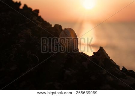 Sea Shell With Open Valves On Rock In Front Of Setting Sun