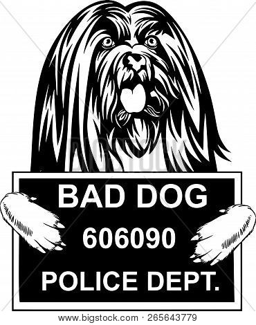 Lhasa Apso Pedigree Dog Breed Isolated Pet Puppy Face
