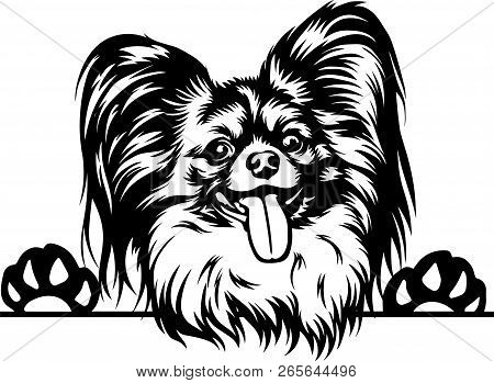 Animal Dog Papillon 4R5 Peeking.eps