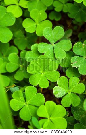 Fresh Green Water Clover Plant In Nature Garden