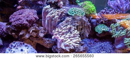 Underwater Coral Reef Landscape Background In The Deep Lilac Ocean