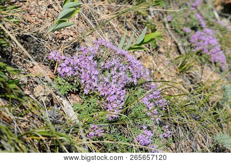 Blooming Thyme On Highland Coast Of Baikal. Medicinal Herb, Fragrant Spice.