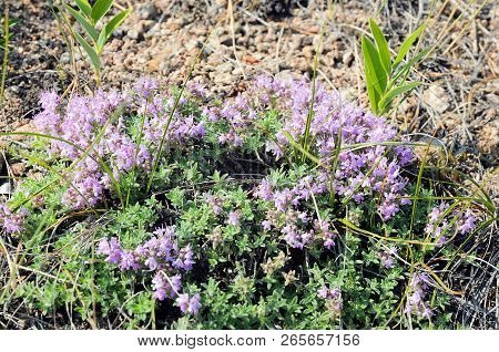 Blooming Thyme On Highland Coast Of Baikal. Medicinal Herb, Fragrant Spice.