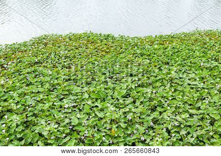 Close Up Ipomcea Aquatica Forsk Plants On River