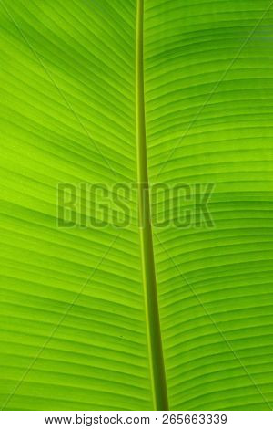 Close Up Green Banana Leaf With Vein Pattern For Background Texture