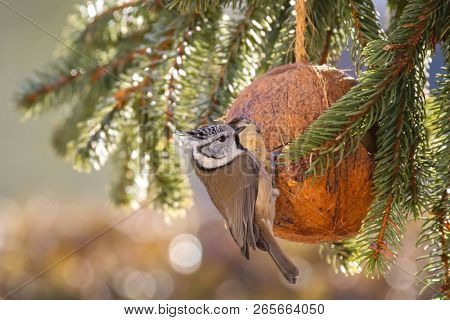 Cute European Crested Tit bird eating bird feeder, coconut Shell suet treats made of fat, sunflower seeds during the Winter in Europe (Lophophanes cristatus)